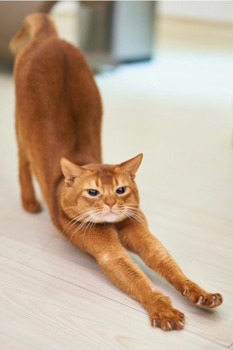 Yoga für Schwangere